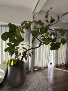 2026年最新】アフリカンプリンスの人気アイテム - メルカリ