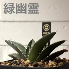 2026年最新】アガベグリーンゴーストの人気アイテム - メルカリ