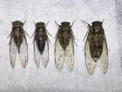 山中哲平様 リクエスト 3点 まとめ商品