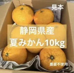 有田みかん 純宝丸 訳あり柑橘4種詰め合わせ10㎏入り - メルカリ