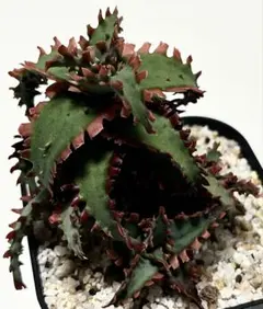多肉植物 アロエ ブラッドサースティー(ロウルサンコさんオリジナル