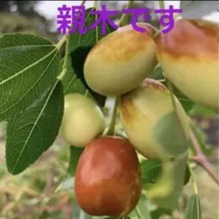 ★送料込み ナツメ苗木 棗 なつめ ひこばえのサムネイル