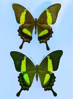 ぐやま様 リクエスト 2点 まとめ商品