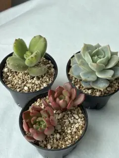 ②本日の気まぐれ 多肉寄植えセット （6.5cm鉢内カット苗全て） - メルカリ