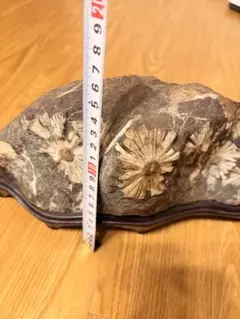 天然石　鑑賞石　菊花石　置物　重さ約24.8kg　唐木台付　F　R6820F 2026年最新】菊花石 鑑賞石の人気アイテム - メルカリ
