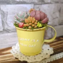 ❤️多肉植物そのまま飾れる寄せ植え❤️手付き韓国鉢❤️ピンクカラー