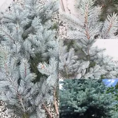 2025年最新】コロラドトウヒの人気アイテム - メルカリ