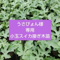 うさぴょん様専用小玉スイカ接ぎ木苗