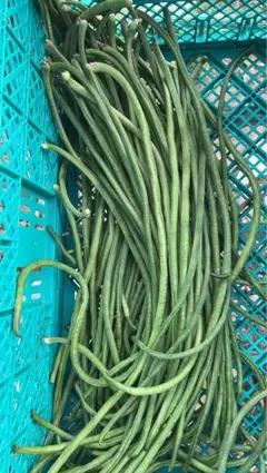 長野県産 信州 三尺ささげインゲン3.5kg 豇豆角 - メルカリ
