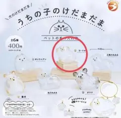 うちの子のけだまだま プードル