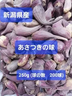 니가타현산 아사츠키 볼 250g (볼 개수 200구)
