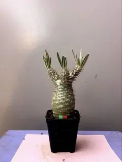 ピロシキ様 リクエスト 2点 まとめ商品