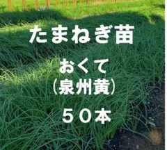 JAH様 リクエスト 2点 まとめ商品