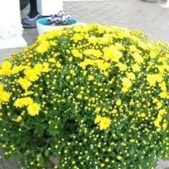 ドーム菊ザル菊苗黄色　今だけ5本→6本のサムネイル