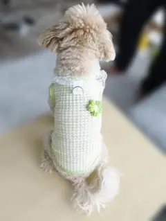 犬服 ハンドメイド ミモザ柄 3Sサイズ チワワ TCプードル パピー