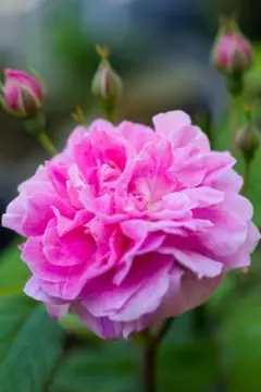 2026年最新】台木 バラの人気アイテム - メルカリ