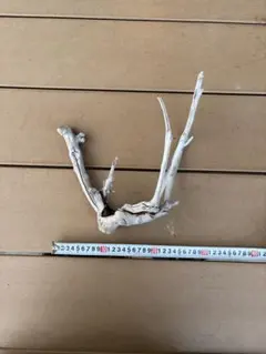 流木 約30cm 分岐した枝状