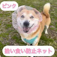 Item thumbnail for item 52e9b84a-98fe-4898-8681-4191fe1bdb93