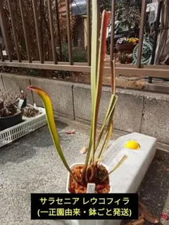 あまぞんや様 リクエスト 2点 まとめ商品(鉢ごとではなく抜き苗)