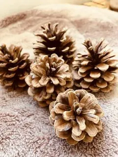 遠いお山の　松ぼっくり　森の温もり　切さん5個