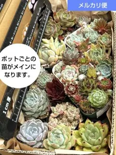 60サイズ　多肉植物　いろいろ詰めセット　ポットごと　カット苗・ワケアリ品含む