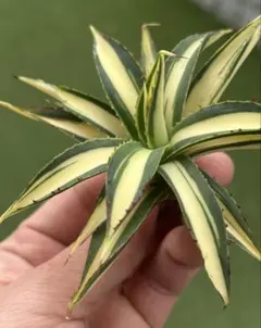 2026年最新】アガベ ブルーグローの人気アイテム - メルカリ