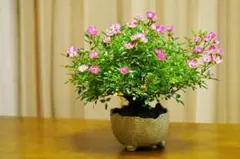 サク様 リクエスト 2点 まとめ商品