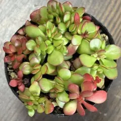 ☆紅稚児☆抜き苗☆クラッスラ☆多肉☆多肉植物☆寄せ植え☆ - メルカリ
