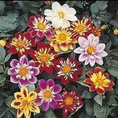 ちろりん様 リクエスト 2点 まとめ商品