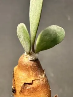 2026年最新】オトンナの人気アイテム - メルカリ