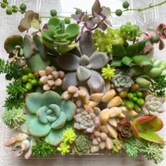 ☆まるちゃん☆多肉植物エケベリア❗訳あり苗＆在庫処分セット❗寄植えMIX ☆まるちゃん☆多肉植物エケベリア❗訳あり苗＆在庫処分セット❗寄