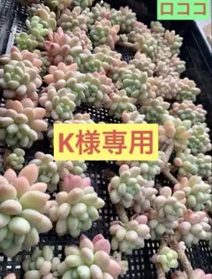 K 様専用　①ロココ②サファイア多肉植物　ランダム発送