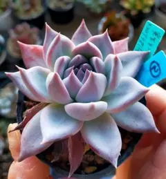 2026年最新】多肉植物 リンゼアナの人気アイテム - メルカリ