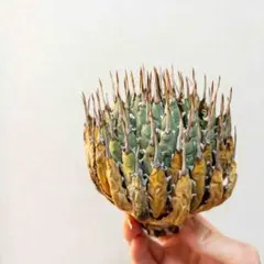 2025年最新】エボリスピナ ベアルートの人気アイテム - メルカリ