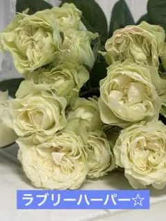 バラ苗　挿し木苗 レア品種　切り花品種