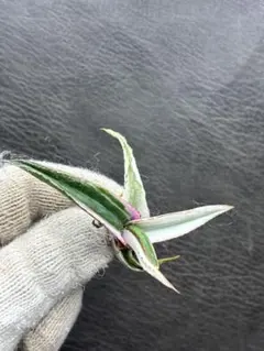 2026年最新】アガベ氷山の人気アイテム - メルカリ