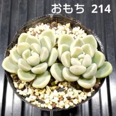 おもち 2株 214 エケベリア 多肉植物 抜き苗 つぶつぶ