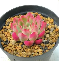 ☆くうちゃん☆様 リクエスト 3点 まとめ商品