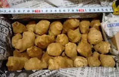 家庭菜園 菊芋 梱包込3.2キロ 栽培中農薬不使用