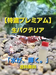 【特濃プレミアム】活きたバクテリア 爆速水質安定 抱卵・ポツポツ死　熱帯魚・エビのサムネイル