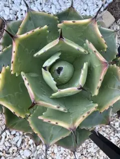 2025年最新】アガベポタトラムの人気アイテム - メルカリ