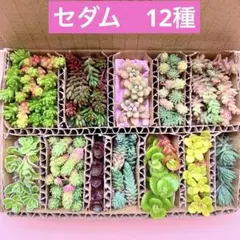 多肉植物　セダム　カット苗　12種　箱いっぱい　詰め合せ　寄せ植えセット