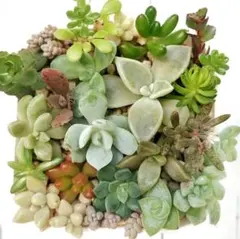 2026年最新】多肉植物 朧月の人気アイテム - メルカリ