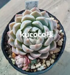 kucoco様 リクエスト 3点 まとめ商品