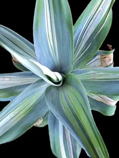 2025年最新】アテナータ 斑入りの人気アイテム - メルカリ