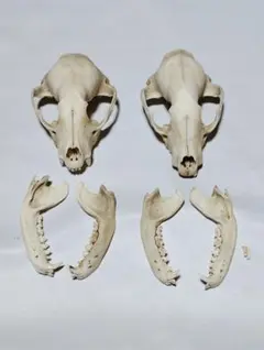 アライグマ(Procyon lotor)　頭骨