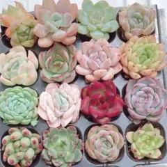 2026年最新】多肉植物 韓国苗 セットの人気アイテム - メルカリ