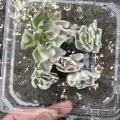 エケベリアパープルバタフライ錦中株斑入りカット苗 - メルカリ