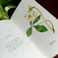 2026年最新】洋書 アンティーク 植物図鑑の人気アイテム - メルカリ