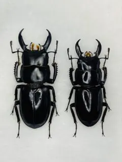 2026年最新】ヒラタクワガタ標本の人気アイテム - メルカリ